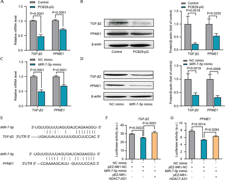 Figures 2A and 2C are bar graphs, plotting relative messenger ribonucleic acid level, ranging from 0.0 to 1.5 in increments of 0.5 (y-axis) across Transforming growth factor lowercase beta-2 and Protein Phosphatase Methylesterase 1 (x-axis) for control and 2,3,5-trichloro-6-phenyl-[1,4]-benzoquinone and for N C mimic and M I R-7-5 lowercase p mimic, respectively. Figures 2B and 2D are each set of one Western blot and one bar graph. The Western blot has two columns, namely, control and 2,3,5-trichloro-6-phenyl-[1,4]-benzoquinone, and N C mimic and M I R-7-5 lowercase p mimic, respectively, and three rows, namely, Transforming growth factor lowercase beta-2, Protein Phosphatase Methylesterase 1, and lowercase beta-actin. The bar graphs are plotting protein per lowercase beta actin (fold of control), ranging from 0.0 to 1.5 in increments of 0.5 (y-axis) across Transforming growth factor lowercase beta-2 and Protein Phosphatase Methylesterase 1 (x-axis) for control and 2,3,5-trichloro-6-phenyl-[1,4]-benzoquinone, and N C mimic and M I R-7-5 lowercase p mimic, respectively. Figure 2E depicts the M I R-7-5 lowercase p binding sites in transforming growth factor lowercase beta-2 and Protein Phosphatase Methylesterase 1 three prime untranslated region. They used results of ribonucleic acid hybrid, miRanda, and TargetScan from three different software predicting target genes of micro ribonucleic acid. Figures 2F and 2G are bar graphs, plotting luciferase activity (arbitrary units), ranging from 0 to 40 in increments of 10 and 0 to 10 in increments of 2 (y-axis) across N C mimic, including positive, negative, negative; 2,3,5-trichloro-6-phenyl-[1,4]-benzoquinone, including positive, positive, negative; M I R-7-5 lowercase p mimic, including negative, positive, positive; and p E Z-M 61 H D A C 7-A S 1, including negative, negative, positive (x-axis) for transforming growth factor lowercase beta-2 and Protein Phosphatase Methylesterase 1.