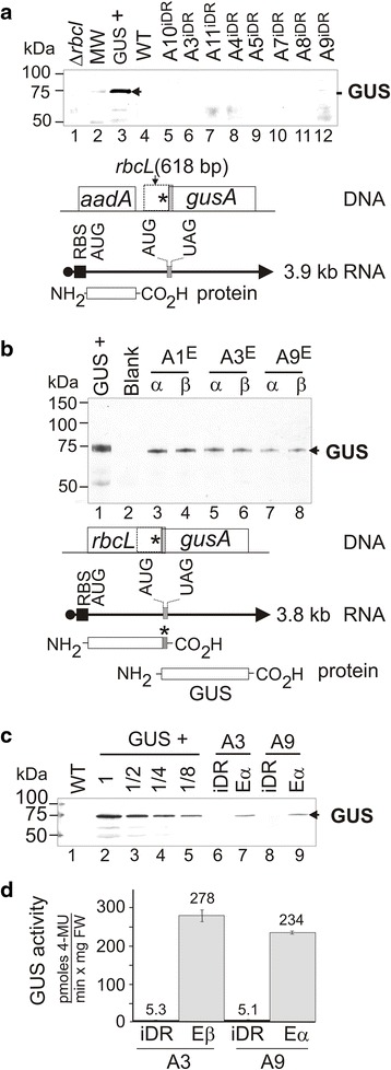 Fig. 8