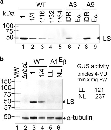 Fig. 9