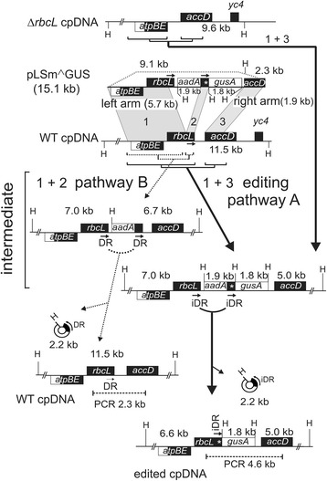 Fig. 3