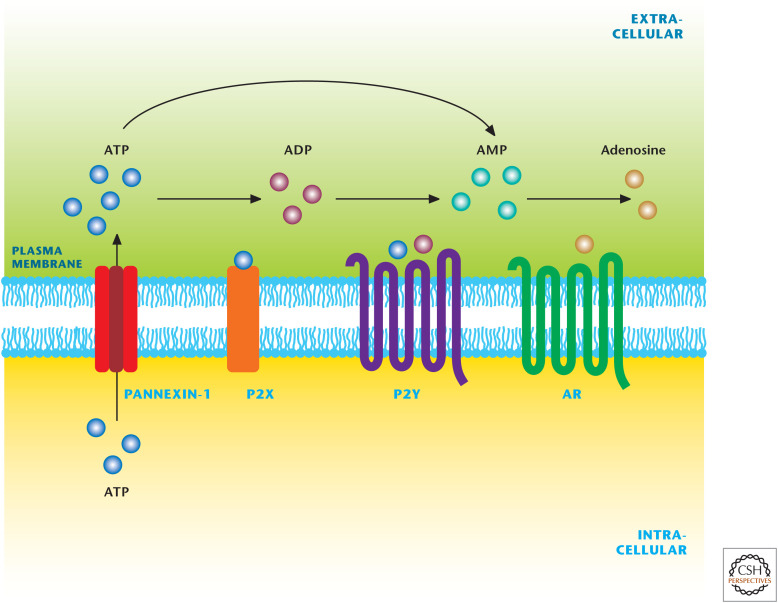 Figure 14.