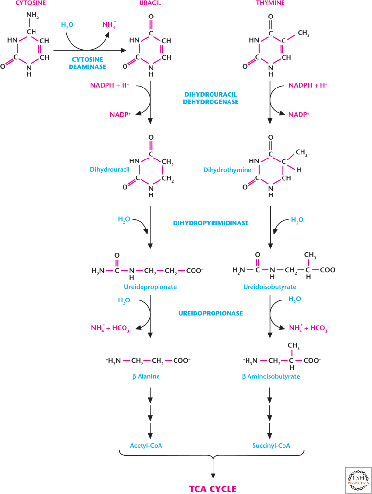 Figure 13.