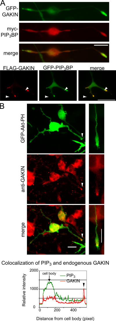 Figure 5.