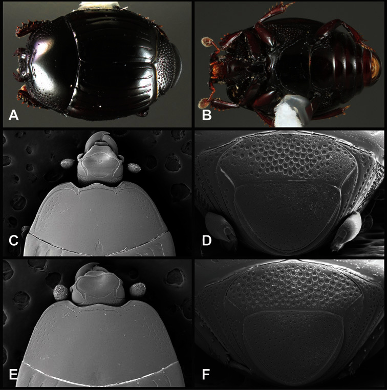 Figure 28.