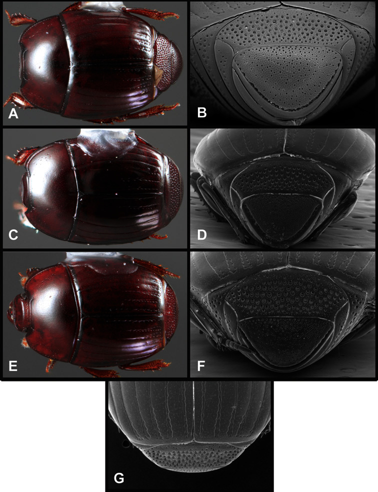 Figure 39.