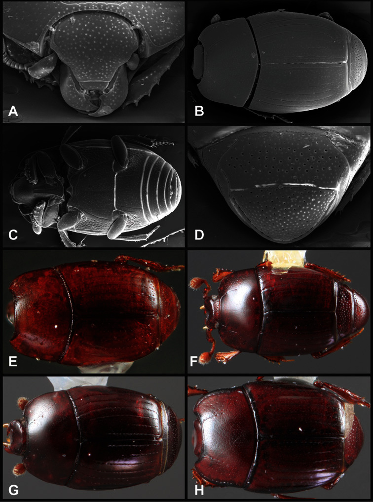 Figure 30.