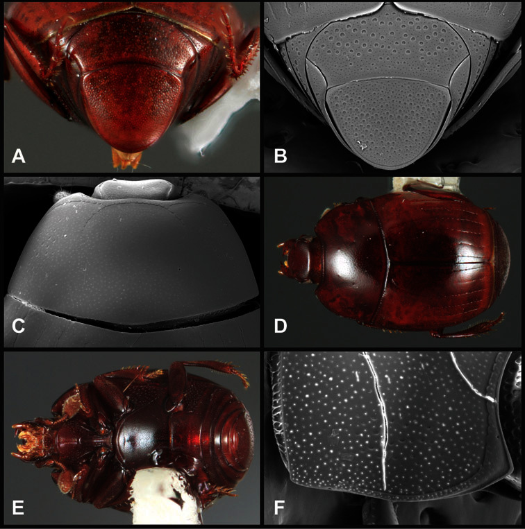 Figure 56