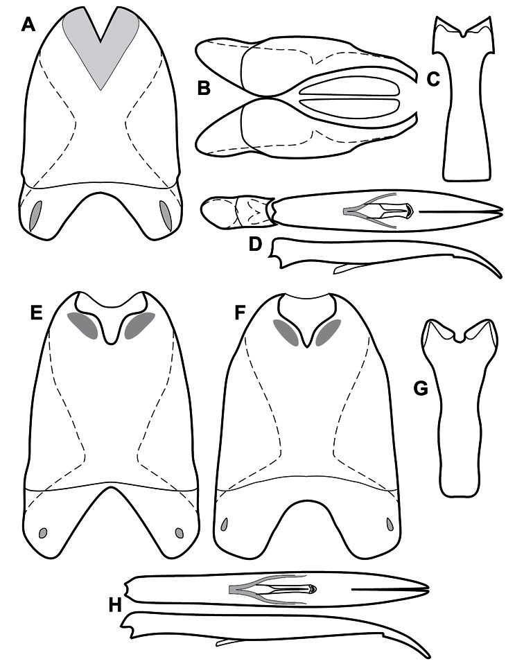 Figure 38.