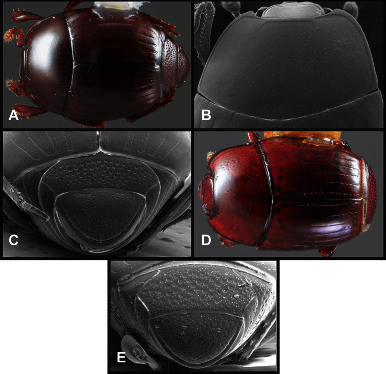 Figure 41.