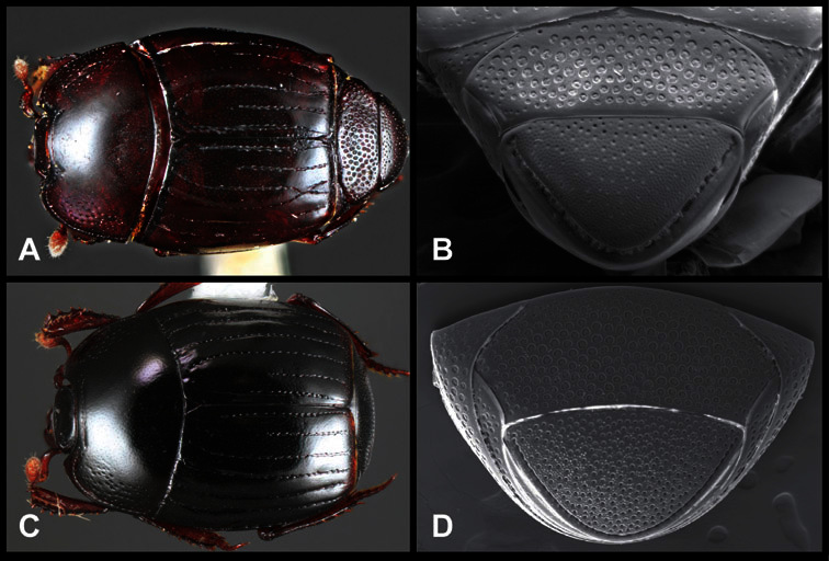 Figure 17.