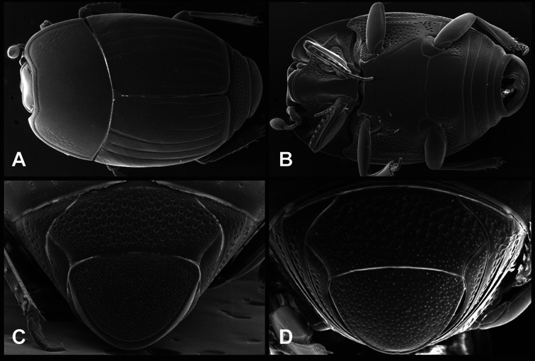 Figure 46.