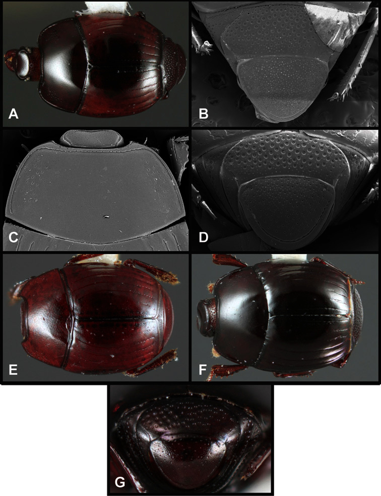 Figure 47.