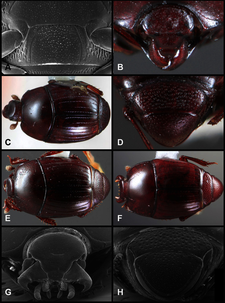 Figure 34.