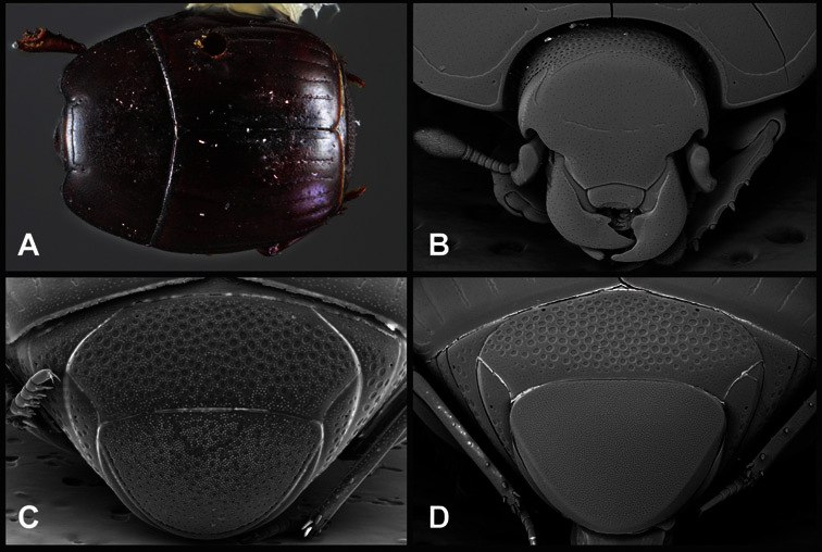 Figure 11.