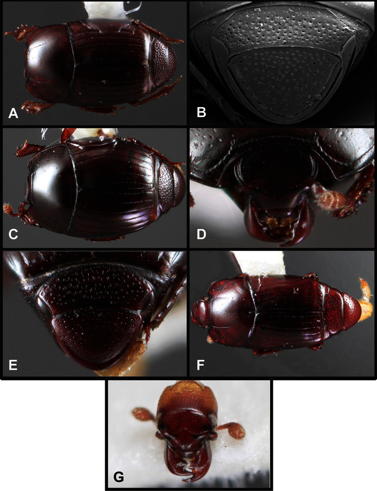 Figure 45.