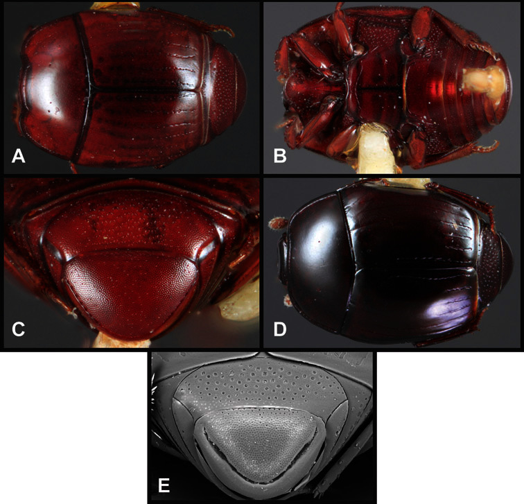 Figure 105. 