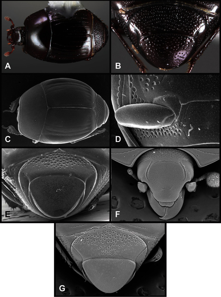 Figure 76.