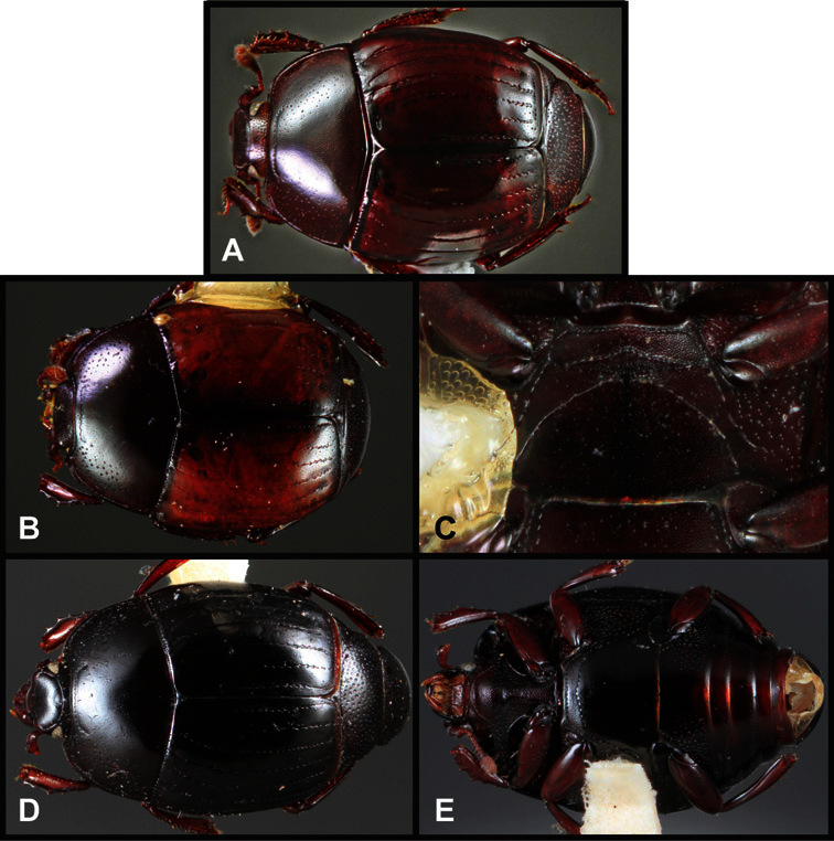 Figure 13.