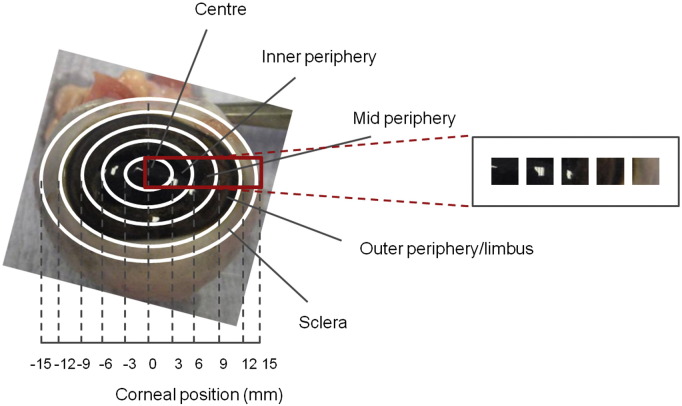 Fig. 1