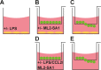 Figure 6—figure supplement 1.