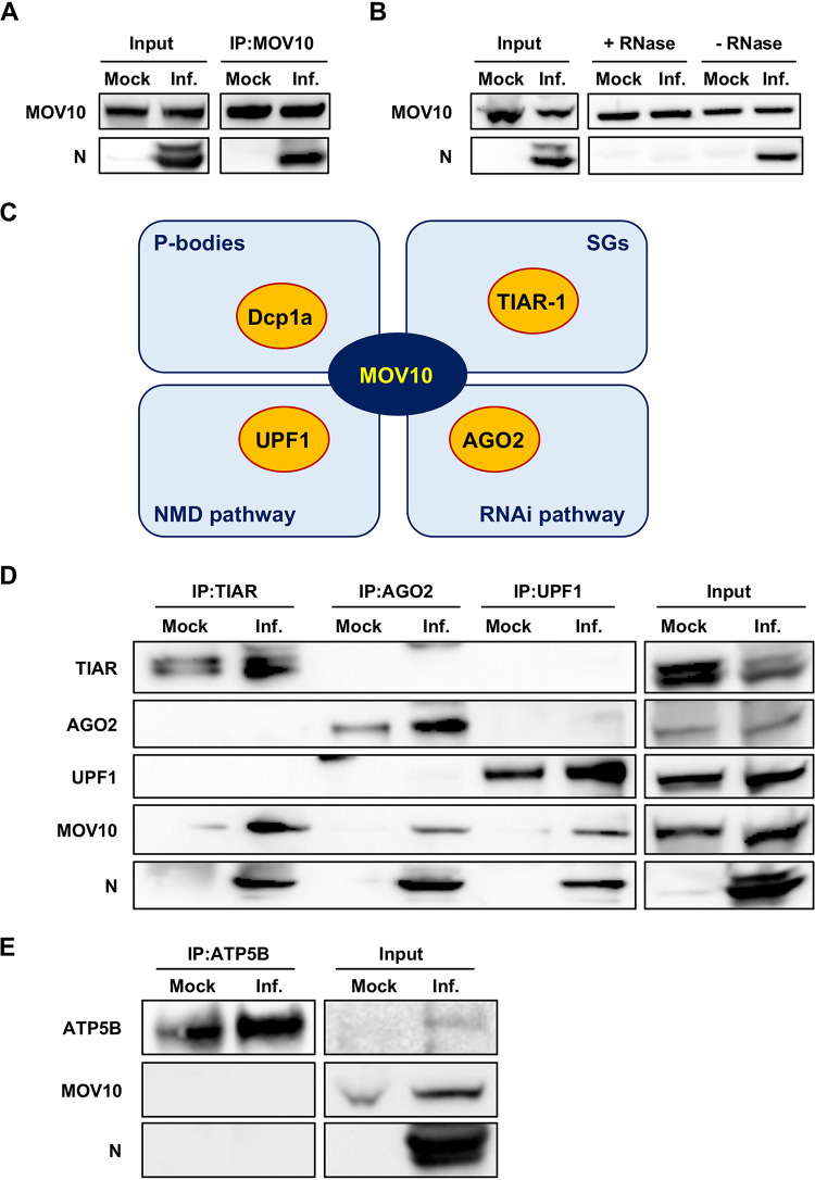 FIG 2