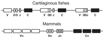 Fig. (1)