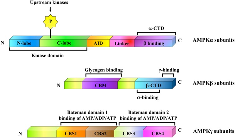 Figure 2.