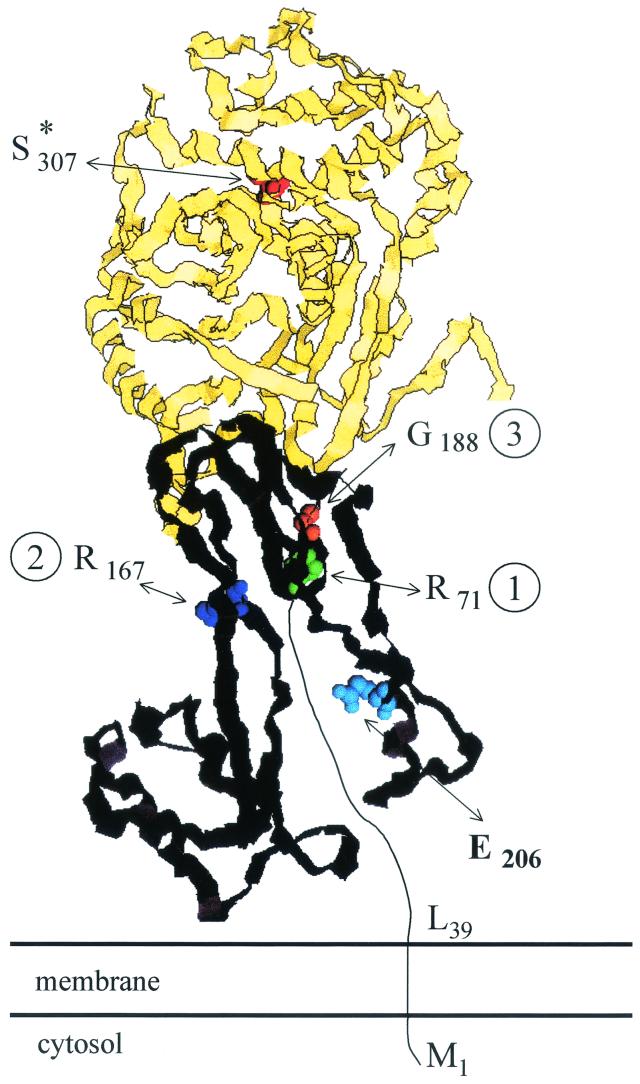 FIG. 13.