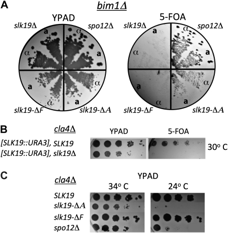 Figure 4.—