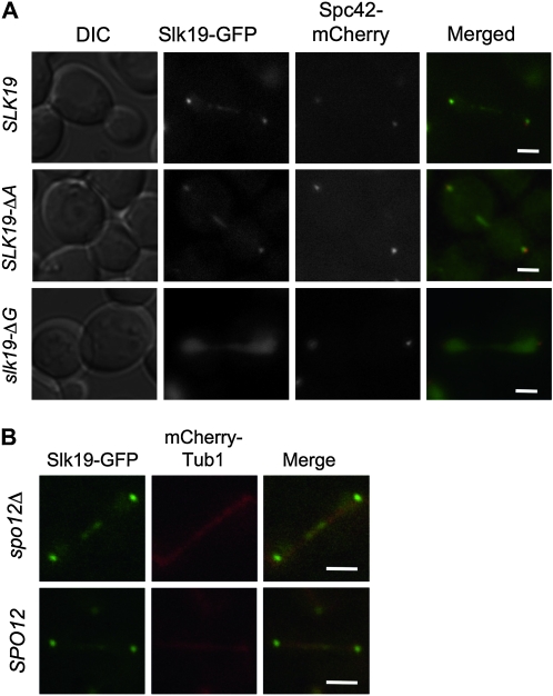 Figure 5.—