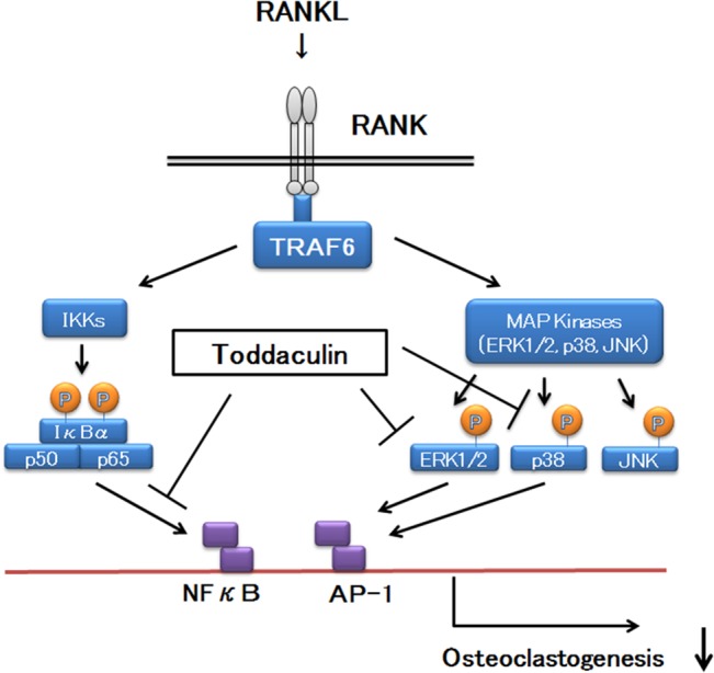 Fig 6