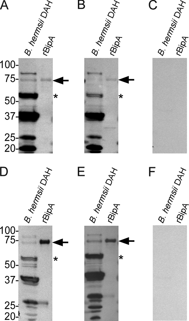 FIG. 5.