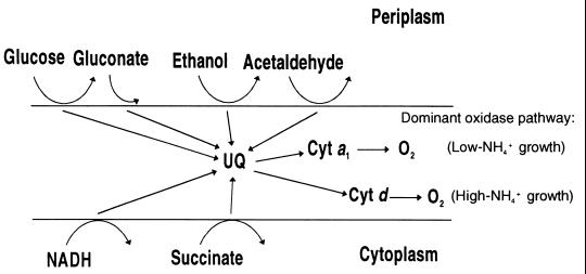 FIG. 7