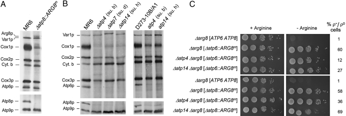 Fig. 6.