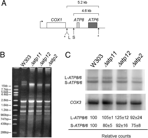 Fig. 2.