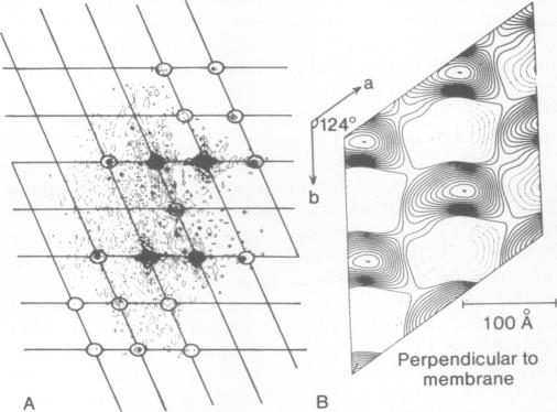 graphic file with name pnas00667-0576-a.jpg