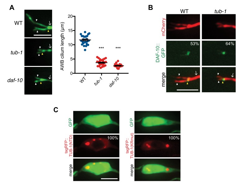 Figure 3—figure supplement 1.