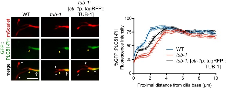 Figure 6—figure supplement 1.