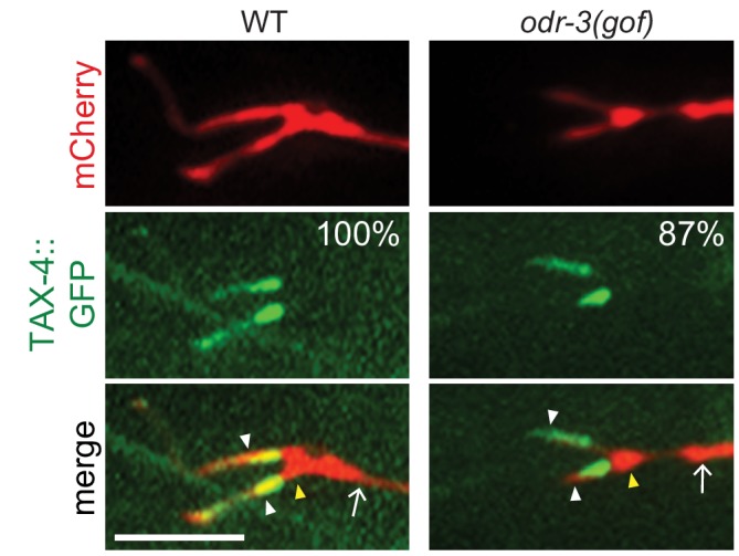 Figure 2—figure supplement 1.