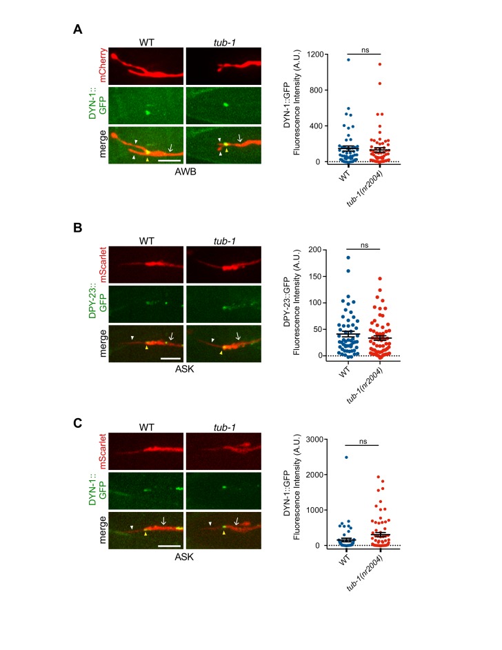 Figure 7—figure supplement 1.