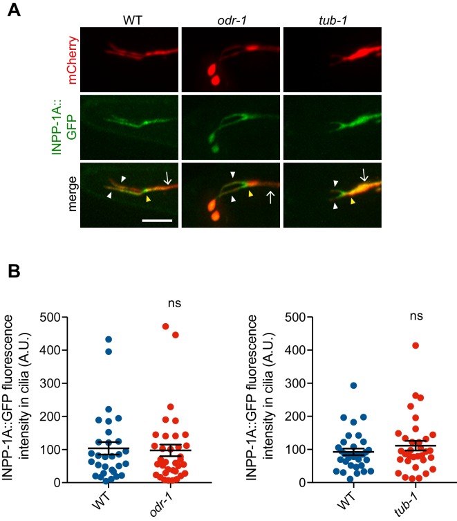 Figure 5—figure supplement 1.