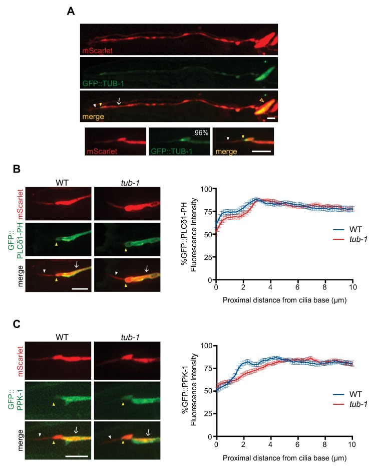 Figure 6—figure supplement 2.