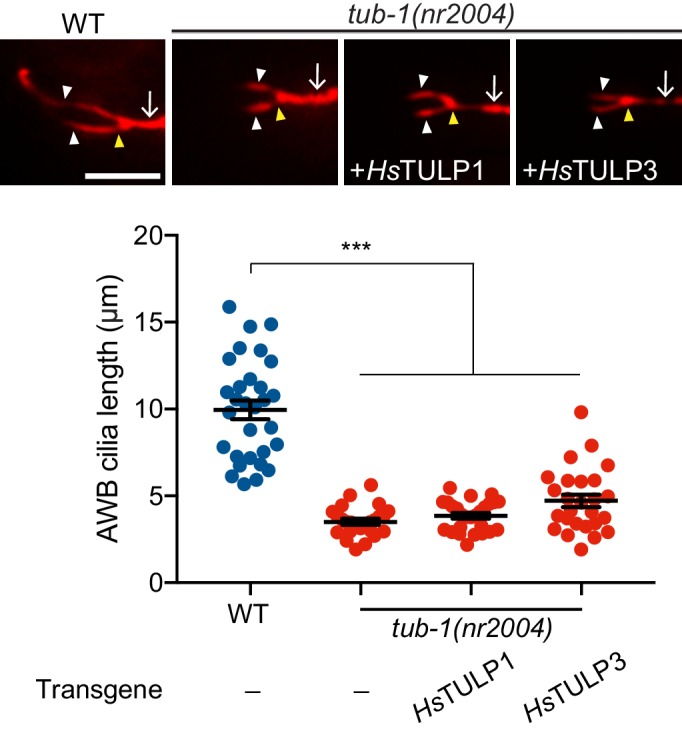 Figure 1—figure supplement 1.