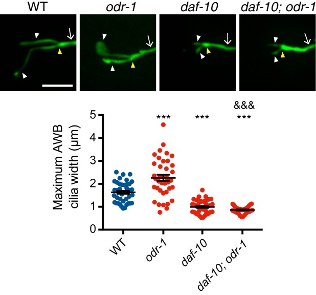 Figure 4—figure supplement 1.