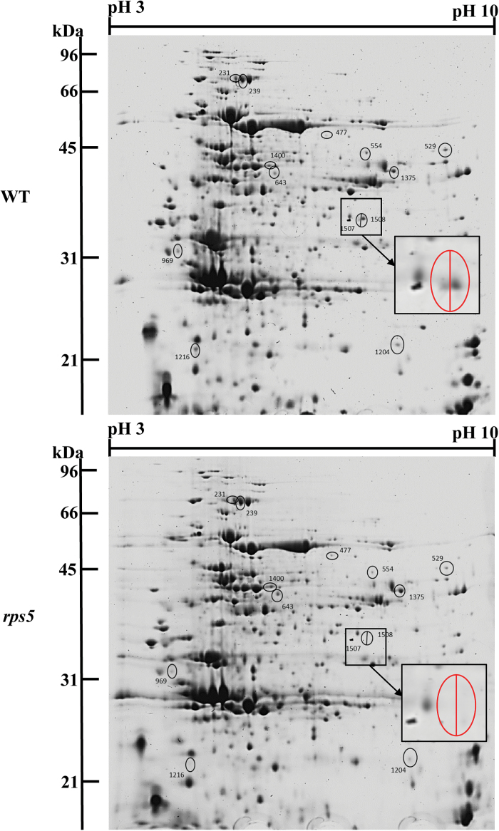 Fig. 5.