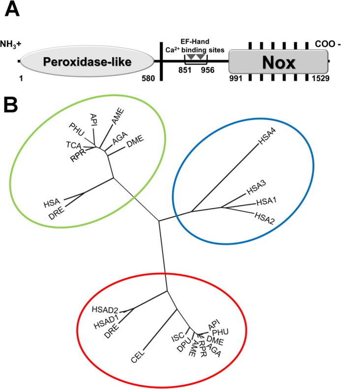 FIGURE 1.