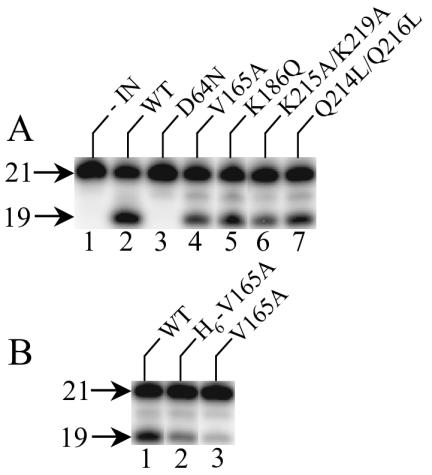 FIG. 8.