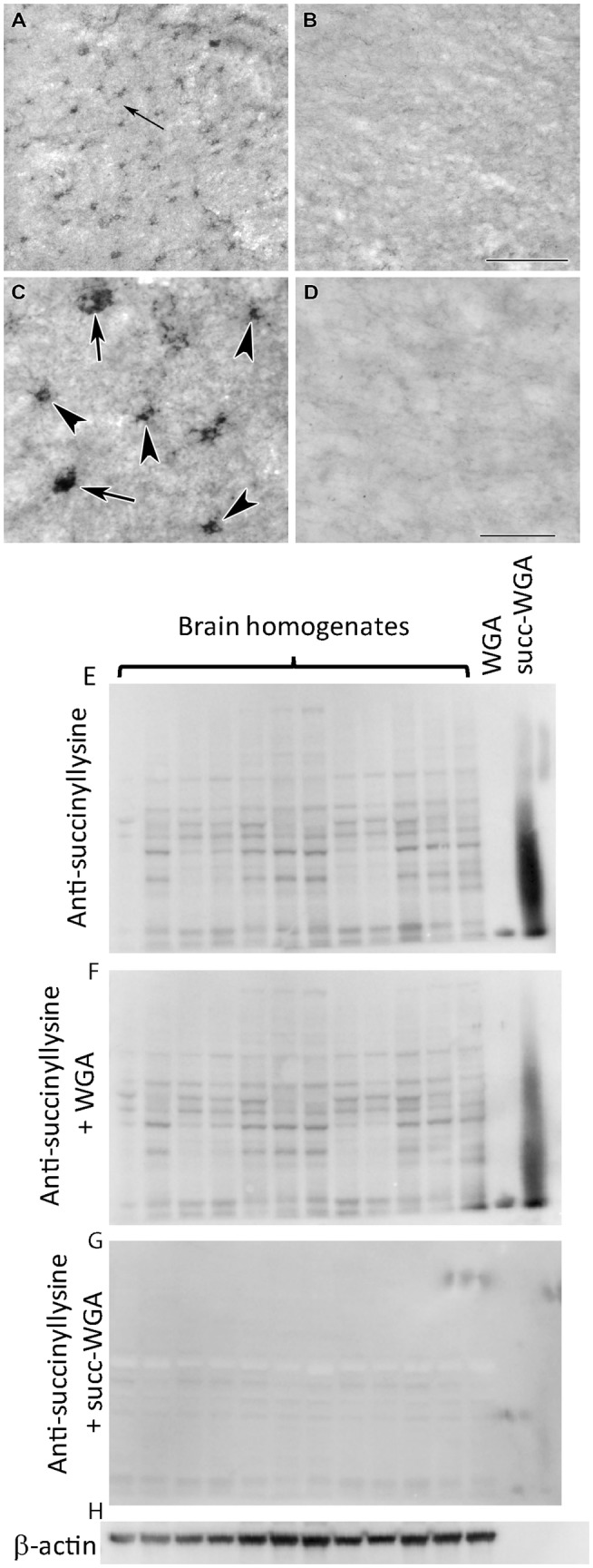 Fig. 18