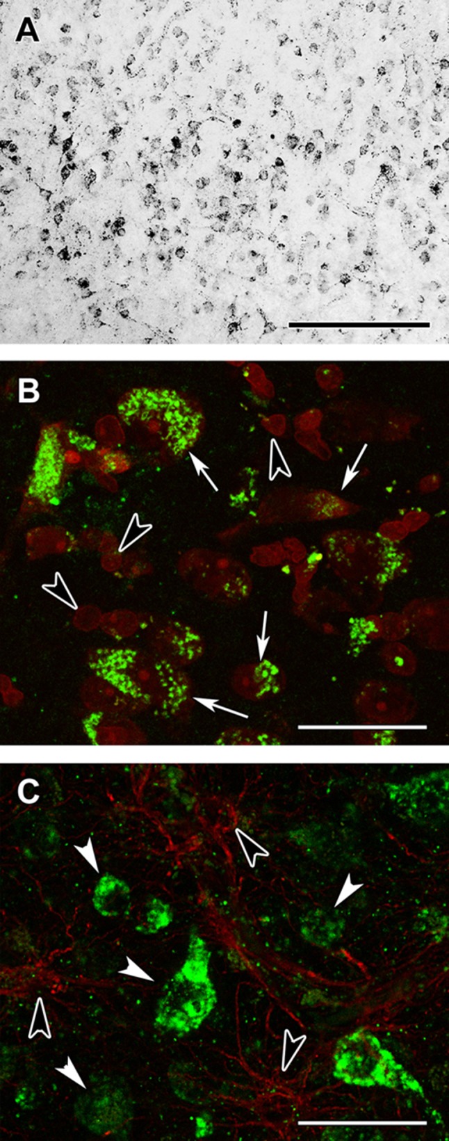 Fig. 14