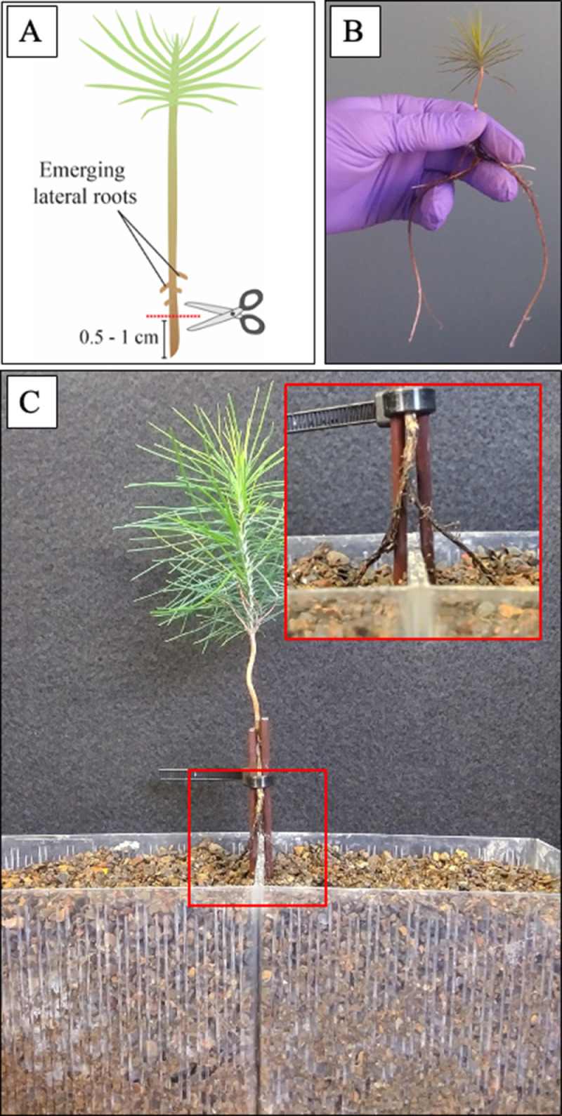 Fig 2
